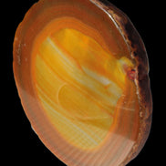 Agate banded slice 367g Rocks and Things