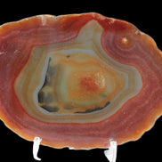 Agate banded slice 416g - Rocks and Things Store