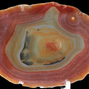 Agate banded slice 416g Rocks and Things