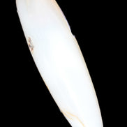 Agate aquatic plants massage stick 108g Rocks and Things