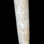 Dinosaur Bone Fossil massage wand from Madagascar 135/156g Rocks and Things