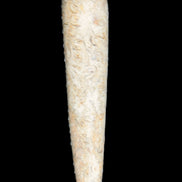 Dinosaur Bone Fossil massage wand from Madagascar 135/156g Rocks and Things