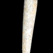 Dinosaur Bone Fossil massage wand from Madagascar 135/156g Rocks and Things