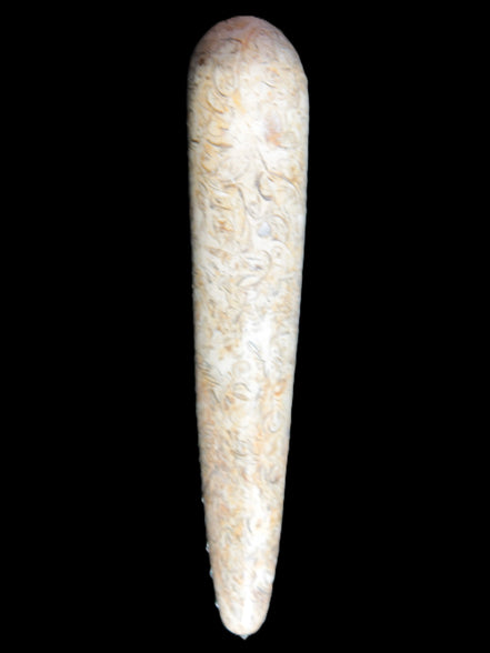 Dinosaur Bone Fossil massage wand from Madagascar 135/156g Rocks and Things