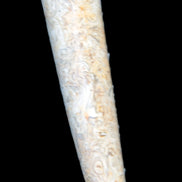 Dinosaur Bone Fossil massage wand from Madagascar 135/156g Rocks and Things