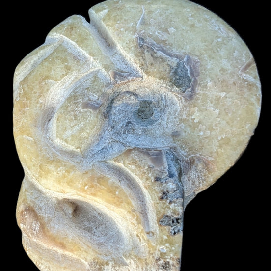 Ammonite, carved tentacle Douvilleice fossil from Madagascar 107g Rocks and Things