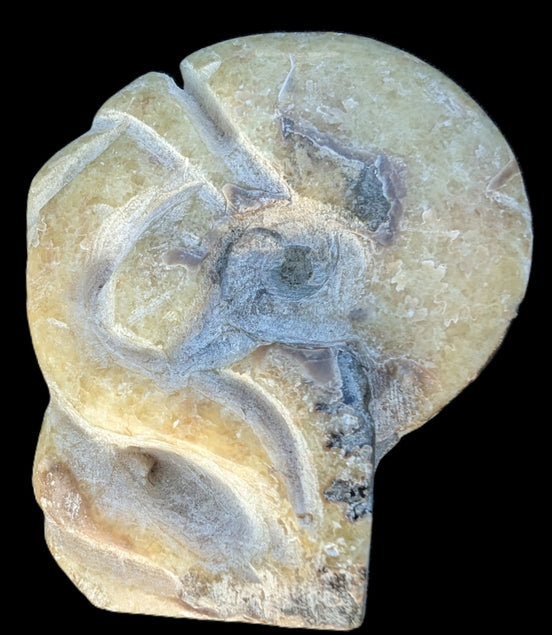 Ammonite, carved tentacle Douvilleice fossil from Madagascar 107g Rocks and Things