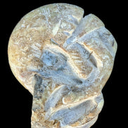 Ammonite, carved tentacle Douvilleice fossil from Madagascar 107g Rocks and Things