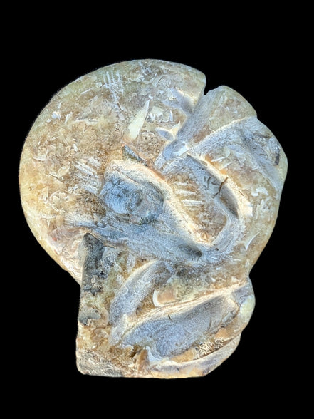 Ammonite, carved tentacle Douvilleice fossil from Madagascar 107g Rocks and Things