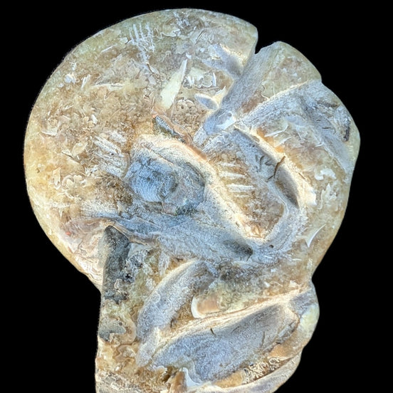 Ammonite, carved tentacle Douvilleice fossil from Madagascar 107g Rocks and Things