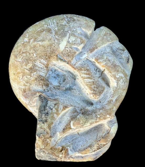 Ammonite, carved tentacle Douvilleice fossil from Madagascar 107g Rocks and Things