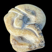 Ammonite, carved tentacle Douvilleice fossil from Madagascar 107g Rocks and Things