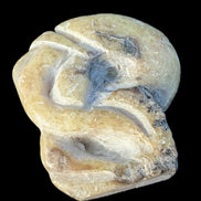 Ammonite, carved tentacle Douvilleice fossil from Madagascar 107g Rocks and Things