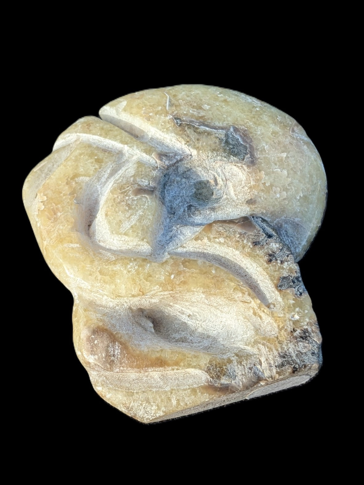 Ammonite, carved tentacle Douvilleice fossil from Madagascar 107g Rocks and Things