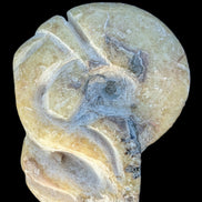 Ammonite, carved tentacle Douvilleice fossil from Madagascar 107g Rocks and Things