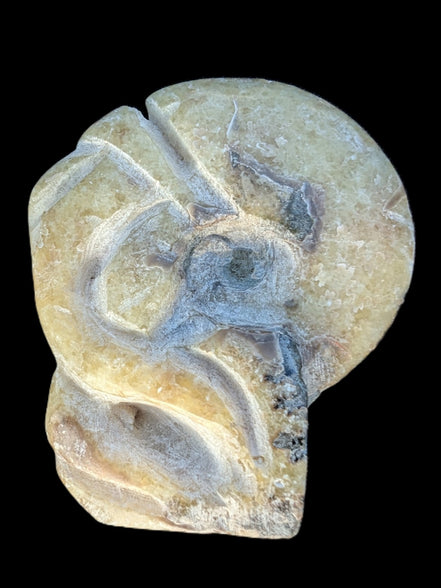 Ammonite, carved tentacle Douvilleice fossil from Madagascar 107g Rocks and Things