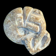 Ammonite, carved tentacle Douvilleice fossil from Madagascar 107g Rocks and Things