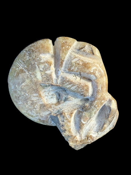 Ammonite, carved tentacle Douvilleice fossil from Madagascar 107g Rocks and Things