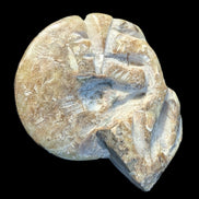 Ammonite, carved tentacle Douvilleice fossil from Madagascar 107g Rocks and Things