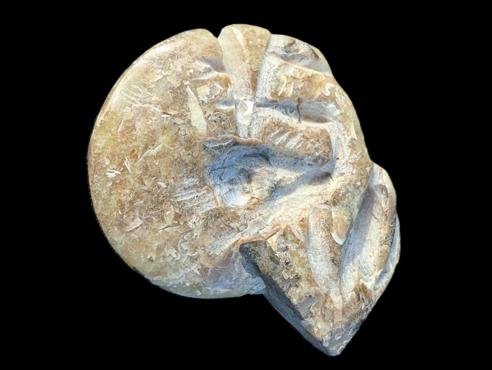 Ammonite, carved tentacle Douvilleice fossil from Madagascar 107g Rocks and Things