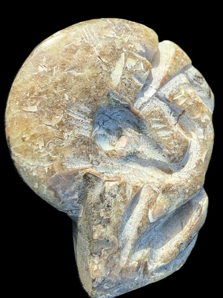 Ammonite, carved tentacle Douvilleice fossil from Madagascar 107g Rocks and Things