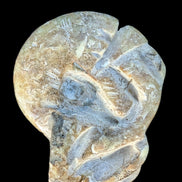 Ammonite, carved tentacle Douvilleice fossil from Madagascar 107g Rocks and Things