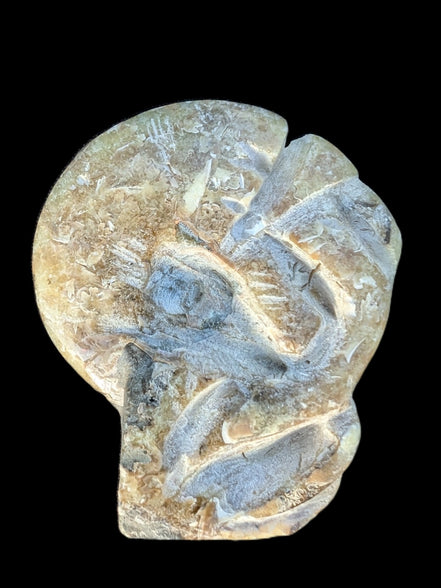 Ammonite, carved tentacle Douvilleice fossil from Madagascar 107g Rocks and Things