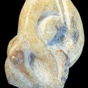 Ammonite, carved tentacle Douvilleice fossil from Madagascar 107g Rocks and Things