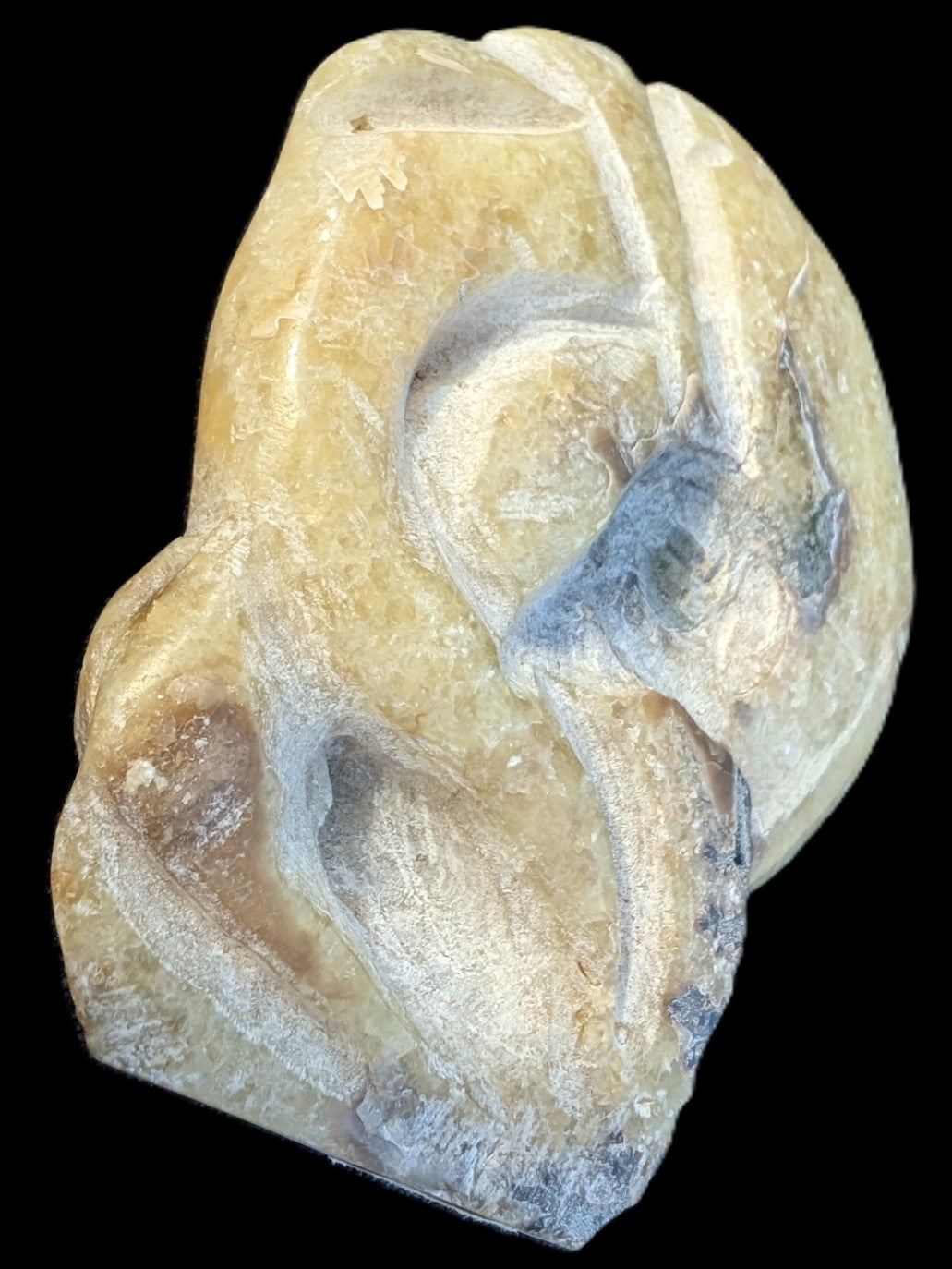 Ammonite, carved tentacle Douvilleice fossil from Madagascar 107g Rocks and Things