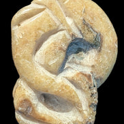 Ammonite, carved tentacle Douvilleice fossil from Madagascar 107g Rocks and Things