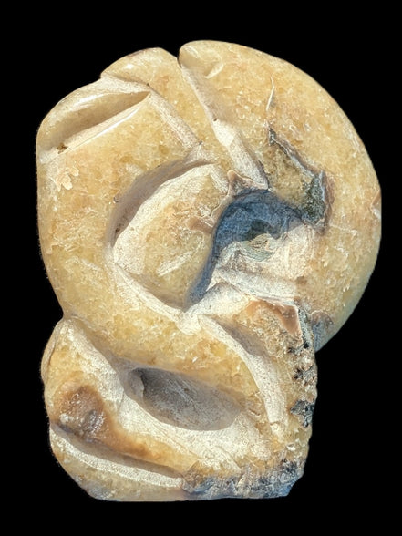 Ammonite, carved tentacle Douvilleice fossil from Madagascar 107g Rocks and Things