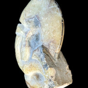 Ammonite, carved tentacle Douvilleice fossil from Madagascar 107g Rocks and Things