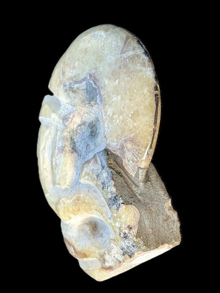 Ammonite, carved tentacle Douvilleice fossil from Madagascar 107g Rocks and Things