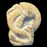 Ammonite, carved tentacle Douvilleice fossil from Madagascar 107g Rocks and Things