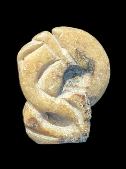 Ammonite, carved tentacle Douvilleice fossil from Madagascar 107g Rocks and Things