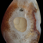 Chocolate Agate geode 470g - Rocks and Things Store