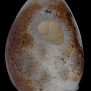 Agate geode 470g Rocks and Things