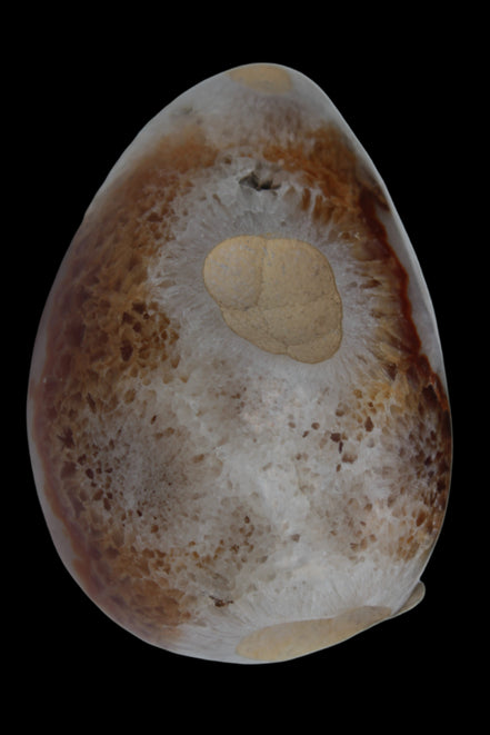 Agate geode 470g Rocks and Things