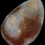 Agate geode 470g Rocks and Things