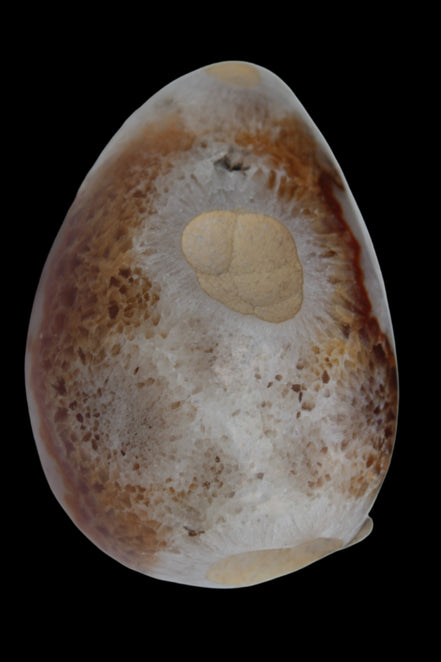 Agate geode 470g Rocks and Things