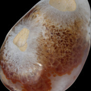 Agate geode 470g Rocks and Things