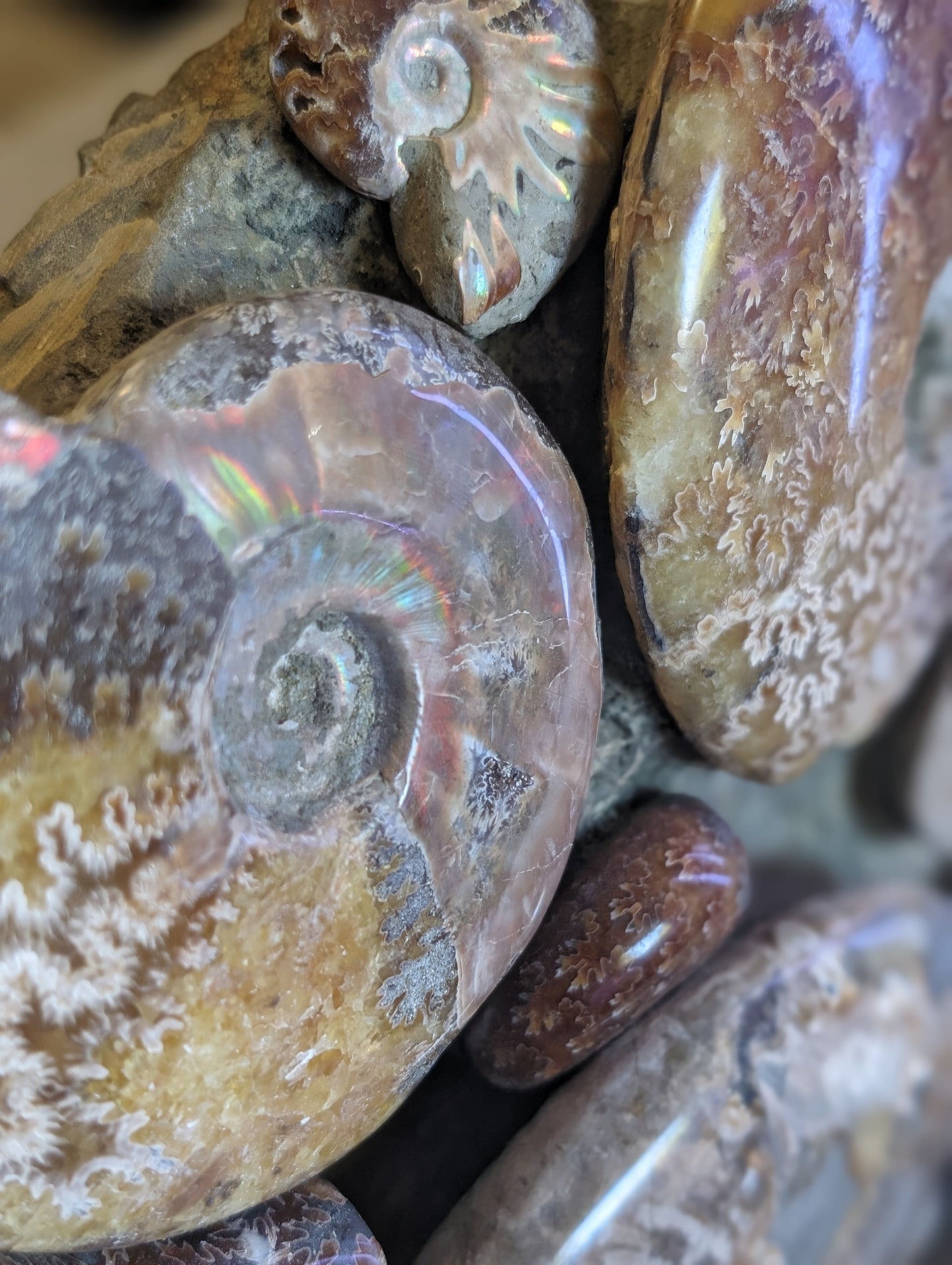 Ammonite museum piece 6.34kg