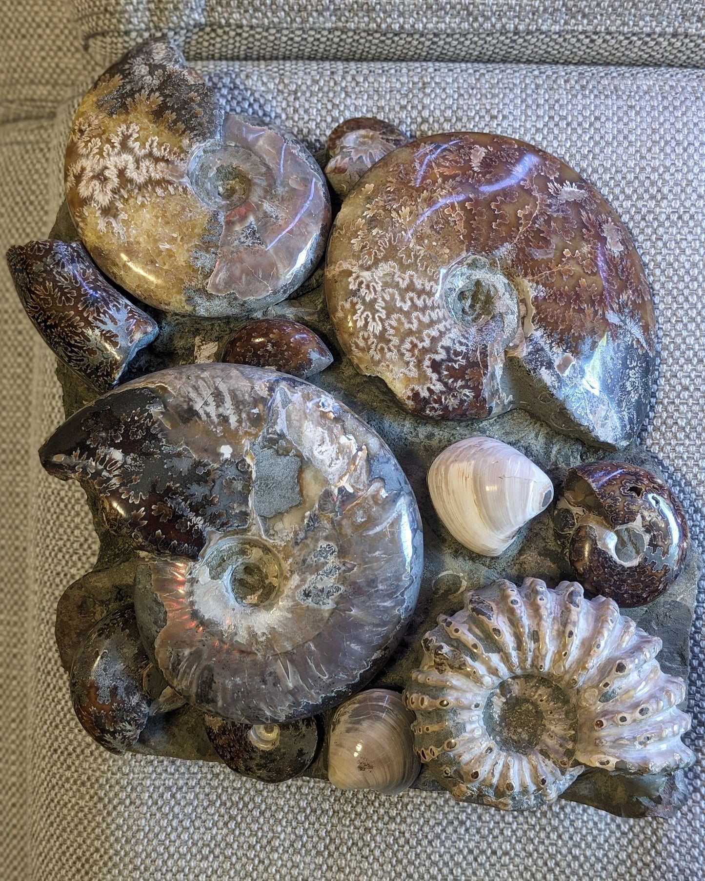 Ammonite museum piece 6.34kg