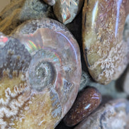 Ammonite museum piece 6.34kg Rocks and Things