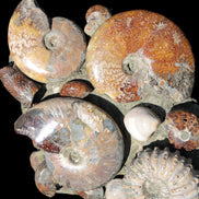 Ammonite museum piece 6.34kg Rocks and Things
