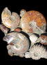 Ammonite museum piece 6.34kg Rocks and Things