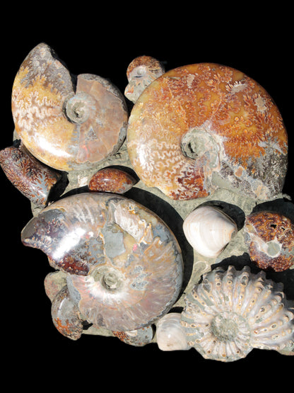 Ammonite museum piece 6.34kg Rocks and Things