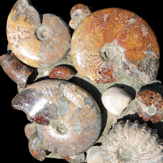 Ammonite museum piece 6.34kg Rocks and Things
