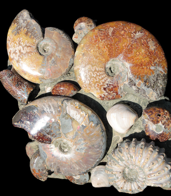 Ammonite museum piece 6.34kg Rocks and Things