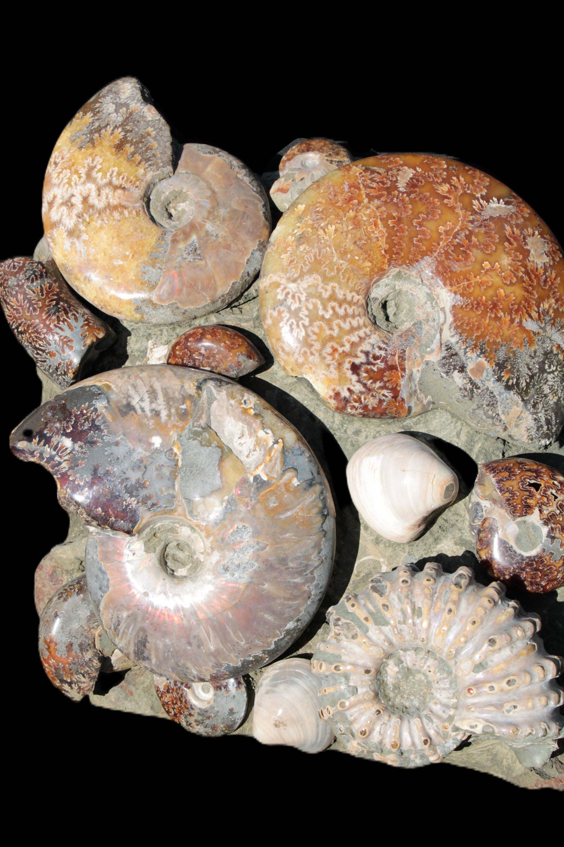 Ammonite museum piece 6.34kg Rocks and Things